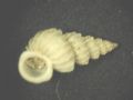 Epitonium algerianum
